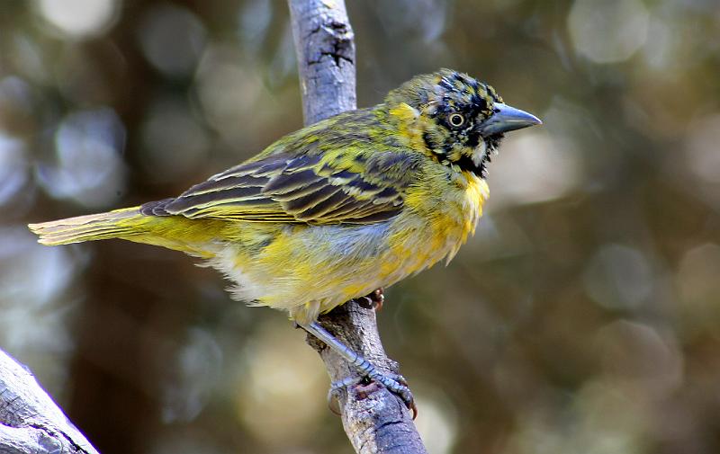 dinsdag 28 Aug2007 046.jpg - Kleingeelvink met vere wat verander...